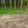 15：裏手の竹林